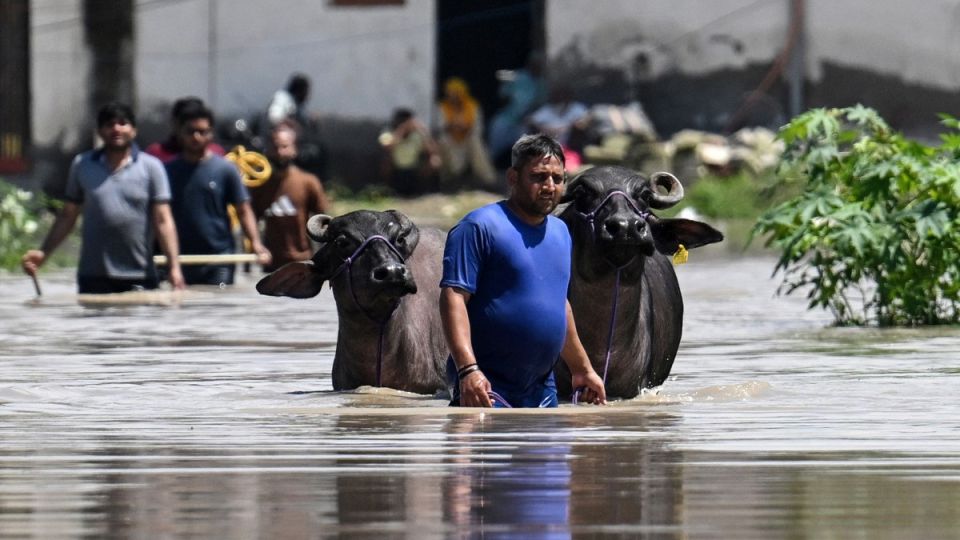 flood in india Man walking with buffaloes through floodwater in an Indian village during extreme weather